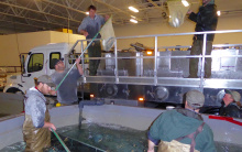 sockeye salmon, Eagle Hatchery, 