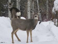 mule deer, winter, snow 