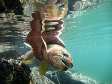 Alpine lake cutthroat