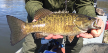 payette_smallmouth_lr