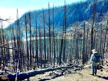 Fisheries Technician in recently burnt forest with lake in background
