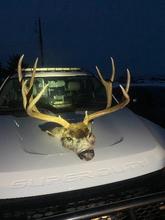 Antlered Mule Deer head on top of a patrol vehicle at night.