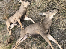 poached_deer_south_of_if_10-21-19