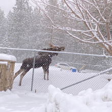 Moose calf in town