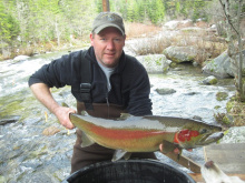 Male steelhead