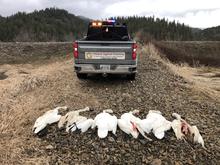 Swans illegally shot and left to waste near Saint Maries in North Idaho