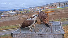 osprey cam still salmon region