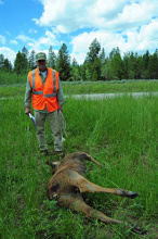 sam_with_bull_moose_calf