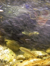 Snorkel survey of steelhead and salmon smolts