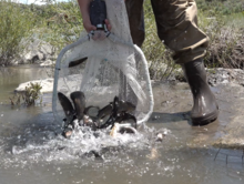 Fish being poured out of a net and into the lower Big Lost river