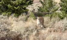 A mountain lion stands between a wildlife technician and a GPS-collared deer carcass in the Owyhees