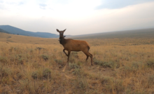 Cow elk with a gps collar standing in the sagebrush