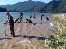 Volunteer restoration at Clark Fork Delta