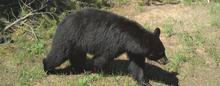 Black bear