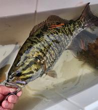 Smallmouth bass