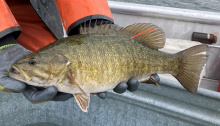 smallmouth bass