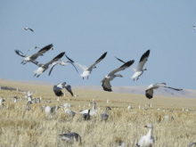 snow_geese_on_camas_prairie