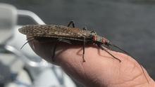 Salmon Fly Perched on the finger of an angler