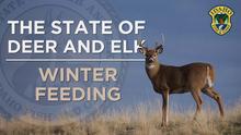 state of deer and elk winter feeding