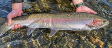 Steelhead
