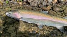 steelhead caught from the Clearwater River