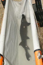 Sturgeon stocked in the Snake River