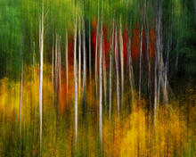 Swan Valley Aspens-nature photography