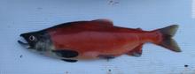 Kokanee on Dworshak