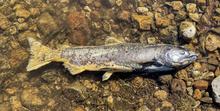 Chinook salmon carcass in a stream