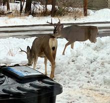 urban deer walking around mccall