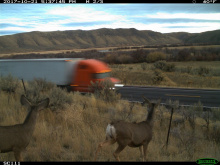 trail_cam_deer Rocky Point.jpg