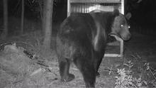 Grizzly Bear walking into a culvert trap