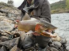 Man holding a large hybrid trout on the South Fork Snake