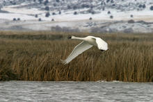 Tundra swan landing or taking off