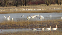 Tundra Swans on Coeur d'Alene WMA