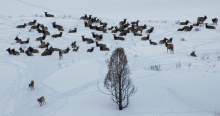 Elk herd