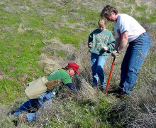 volunteers planting shrubs