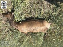 Wasted elk in 11A