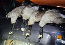 wasted_geese_in_franklin_dumpster_dec_2021