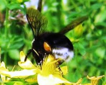 Western Bumblebee