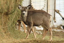 weiser_mule_deer_in_hay_stack_08.jpg