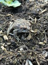 A western toad on a dirt and mulch surface.