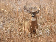 White-tailed deer