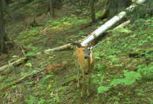 White-tailed doe