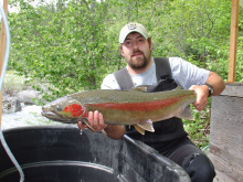 Wild adult female steelhead in 2004 at Fish Creek wier.