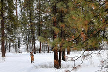 Hunter aiming at a squirrel in winter