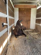Yearling cow moose sits in the back of a Fish and Game trailer