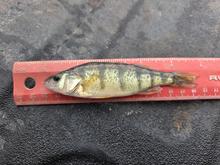 Five inch long Yellow Perch lying on a red ruler