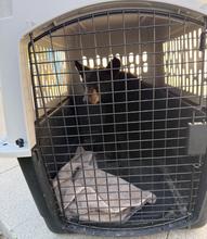 young black bear in tan carrier with closed metal door