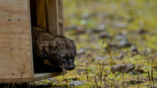 fisher 2026 idaho panhandle